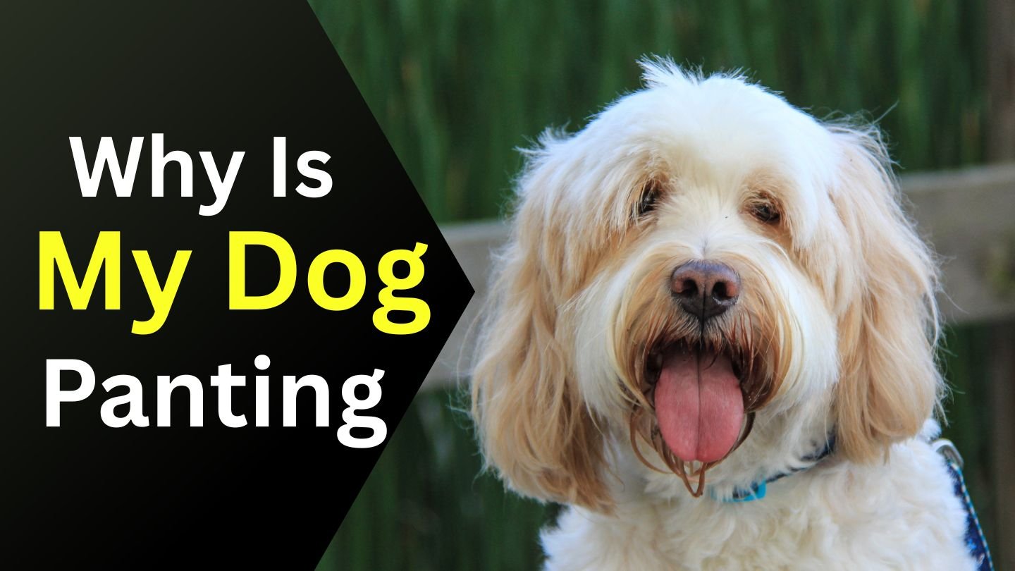 Why Is My Dog Panting at Night