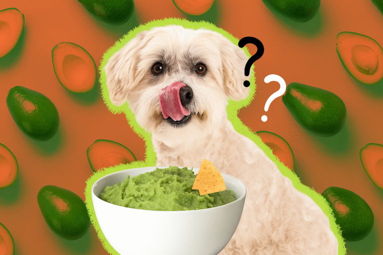 Can Dogs Eat Avocado Oil