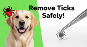 How to Remove Fully Embedded Ticks on Dogs?