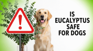 Is Eucalyptus Safe for Dogs?