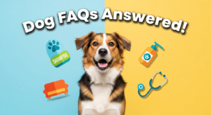 Common Dog Questions Every Pet Parent Asks