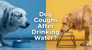 Why Does My Dog Cough After Drinking Water