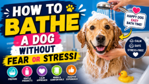 How to Bathe a Dog Without Fear or Stress