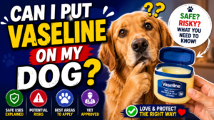 Can I Put Vaseline on My Dog?
